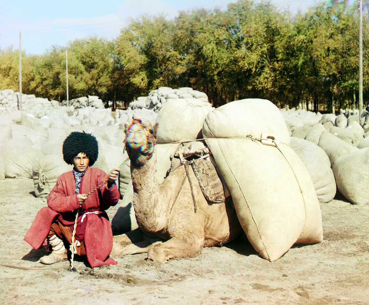 Türkmen adam pamuk çuval yüklü deveyle poz veriyor, Orta Asya, Rusya İmparatorluğu, 1905 ve 1915 yılları arasında by Sergey Prokudin Gorsky