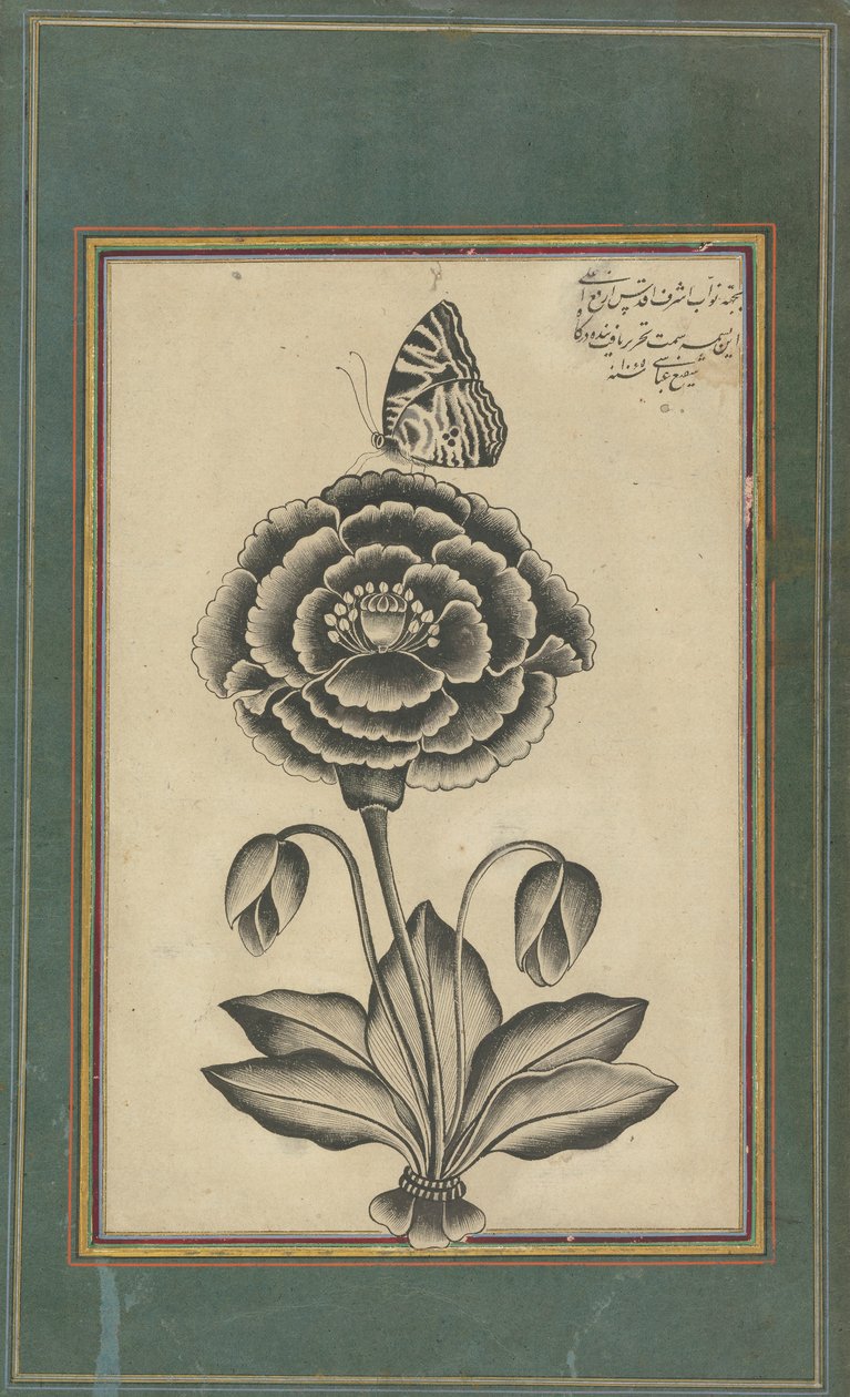 Çiçek ve Kelebek by Shafi