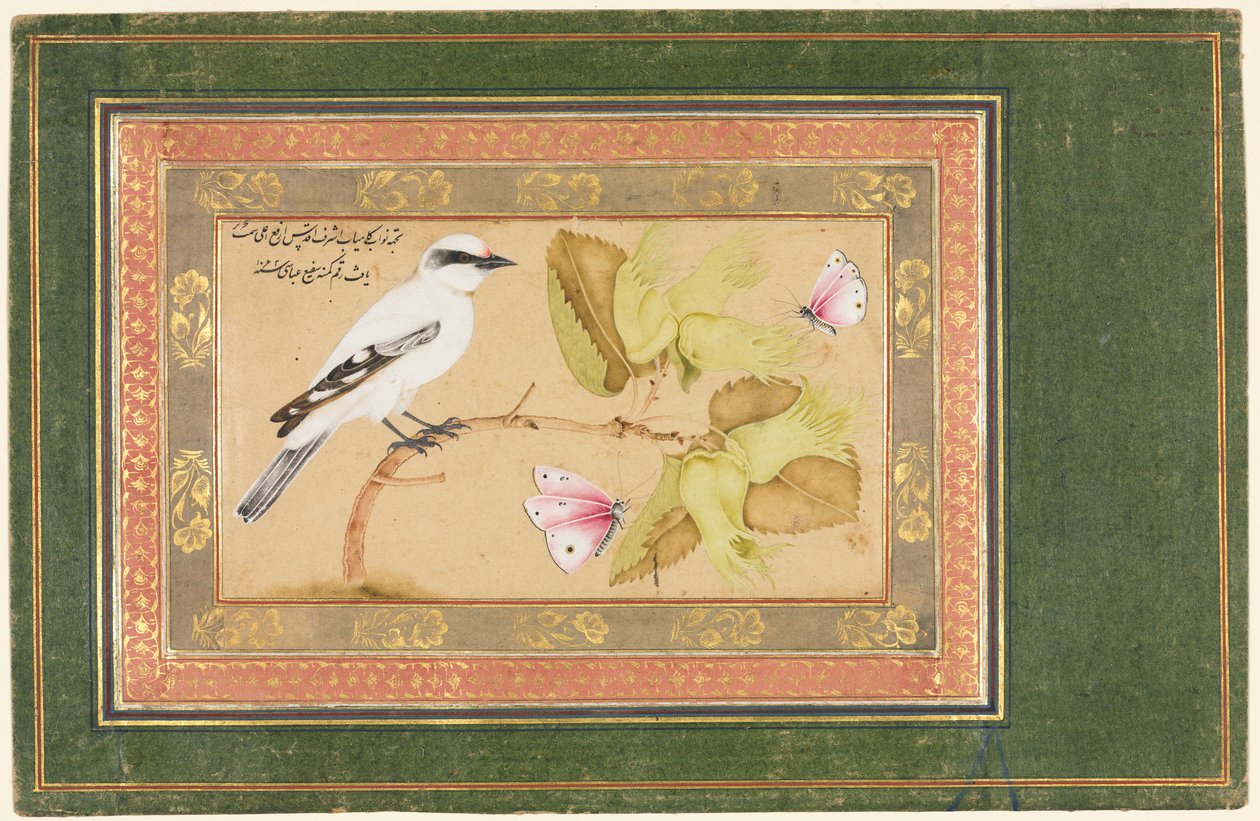 Bir çalı üzerinde tünemiş siyah beyaz kuş by Shafi