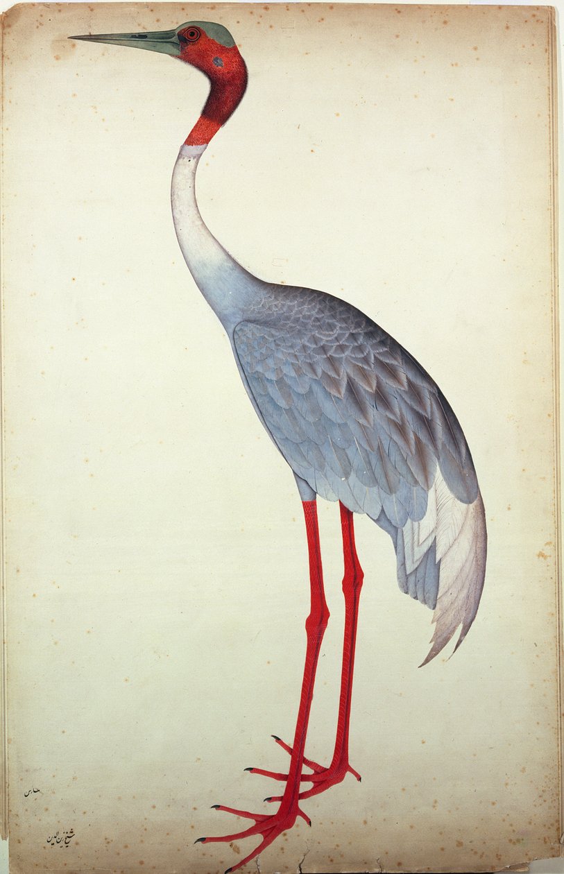 Sarus Crane, Kalküta