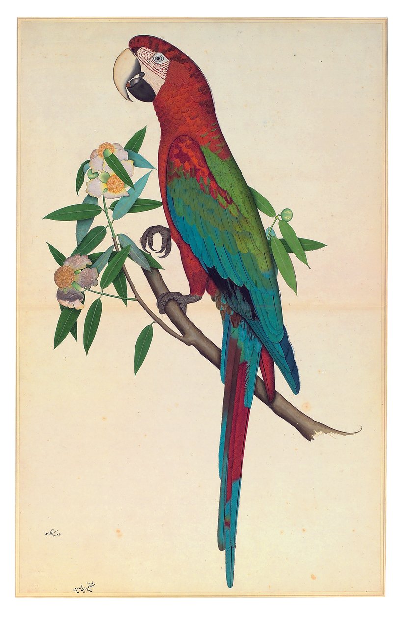 Yeşil Kanatlı Amerika Papağanı, c.1780 (kağıt üzerinde opak sulu boya) by Shaikh Zain ud Din (fl.1777 83)