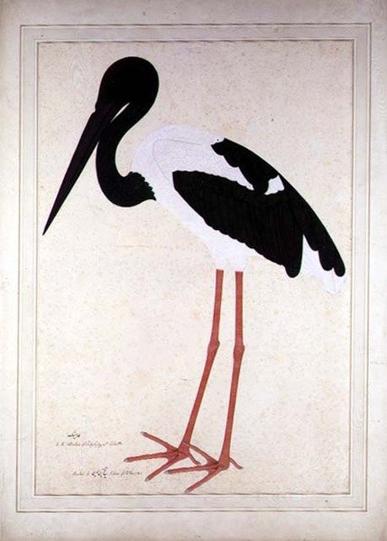 Karaboyunlu Leylek, Xenorhynchus Asiaticus, Kalküta