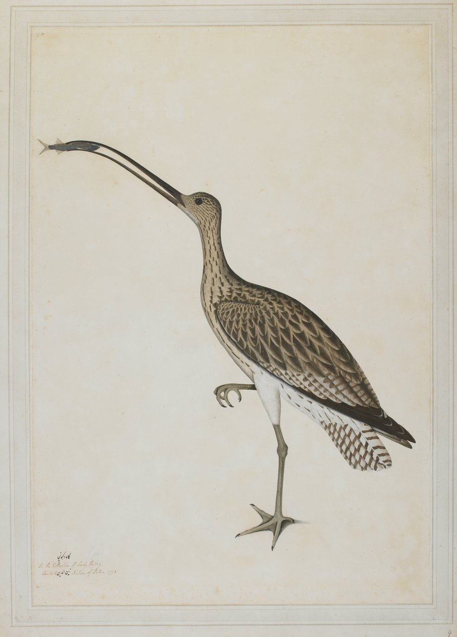 Bir Çamur Zıpkını Yiyen Doğu Körpe by Shaikh Zain ud Din (fl.1777 83)