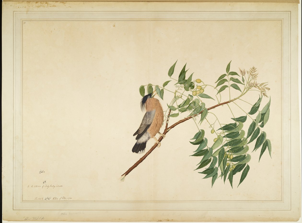 Neem Ağacı Dalı üzerinde Brahminy Starling, Lady Impey tarafından yaptırılan bir Seriden folyo, 1780 by Shaikh Zain ud Din