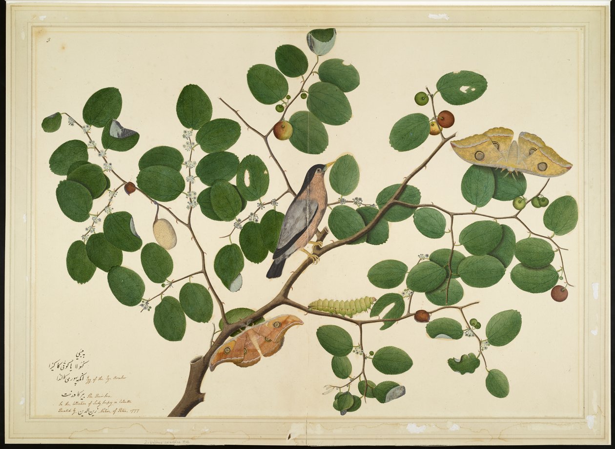Hint Hünnap Ağacında İki Antheraea Güvesi, Tırtıl ve Koza ile Brahminy Starling, Lady Impey tarafından yaptırılan bir Seriden yaprak, 1777 by Shaikh Zain ud Din