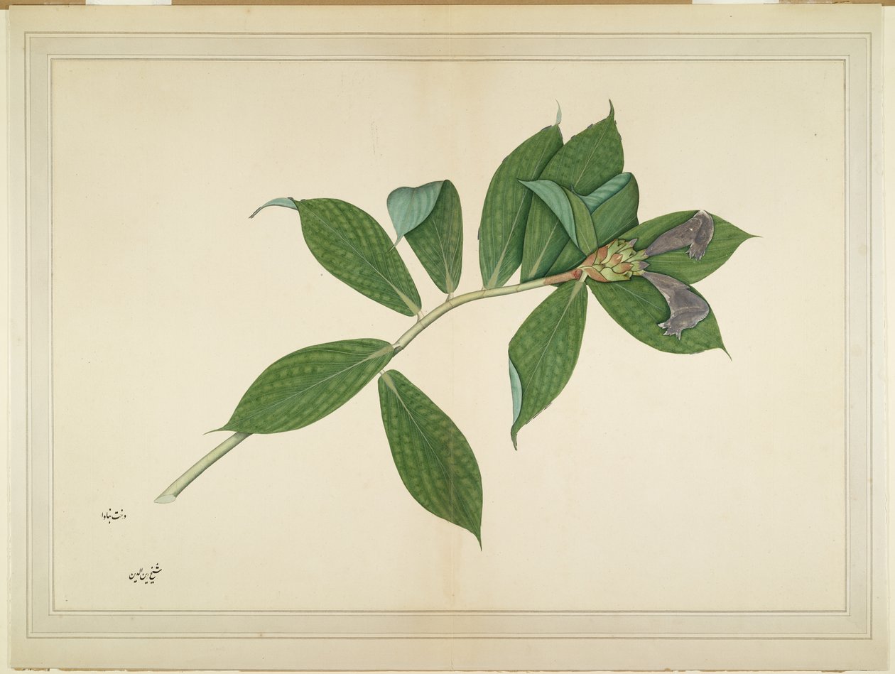 Krep Zencefil Fabrikası, Lady Impey tarafından sipariş edilen bir seriden folyo, c.1780 by Shaikh Zain ud Din