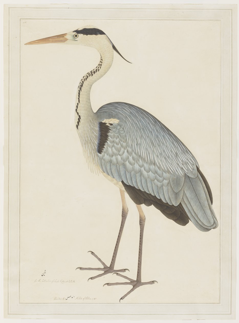 Gri Balıkçıl, Lady Impey tarafından yaptırılan bir Seriden yaprak, c.1780-82 by Shaikh Zain ud Din