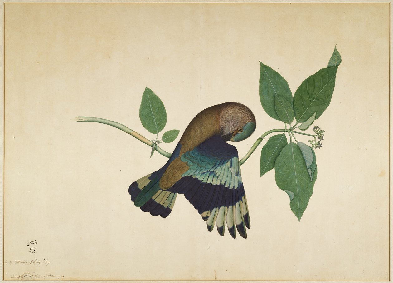 Sandal Ağacı Dalında Hint Silindiri, Lady Impey tarafından yaptırılan bir Seriden folyo, 1779 by Shaikh Zain ud Din