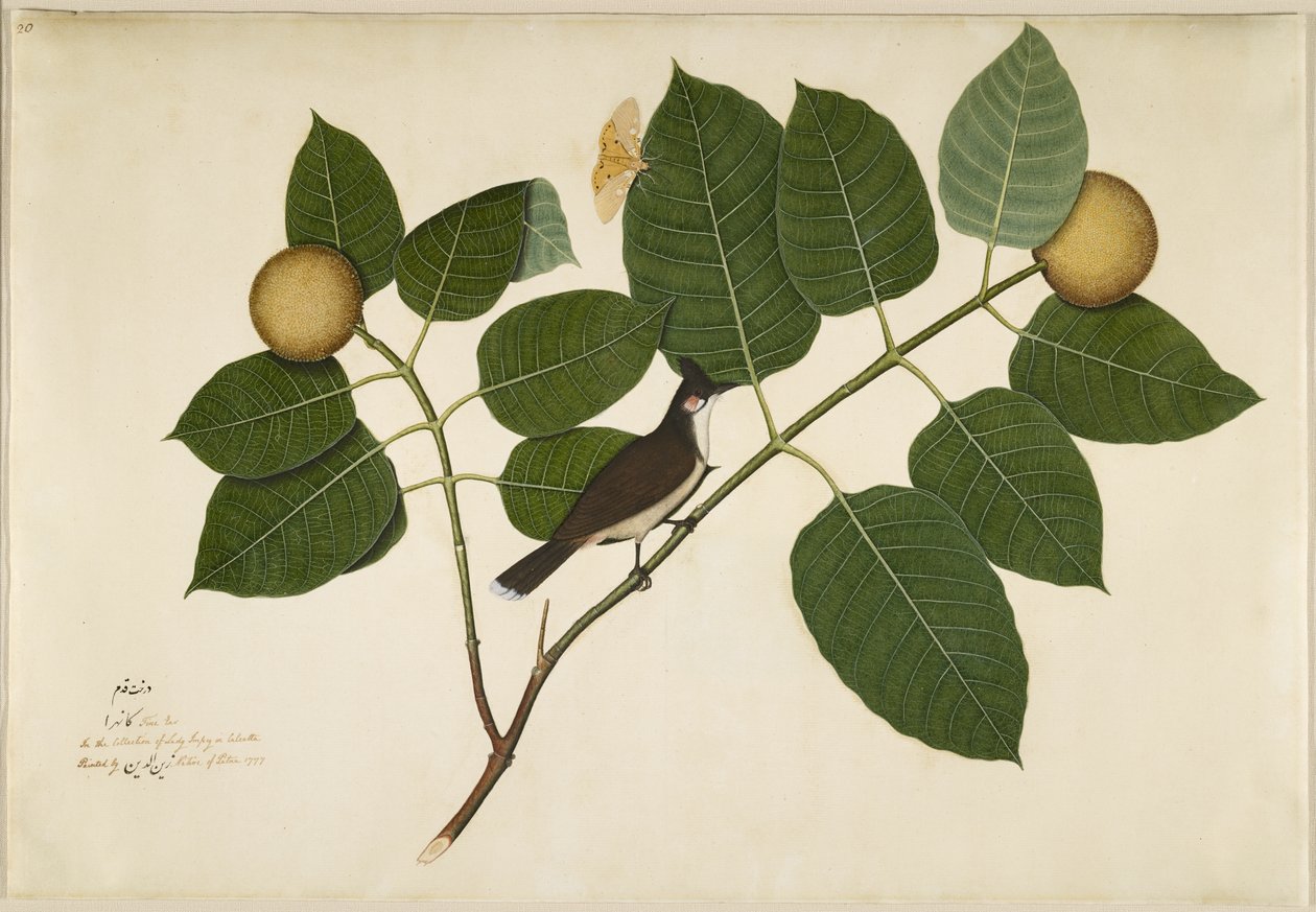 Kadamba Dalı üzerinde kırmızı bıyıklı Bulbul ve Aganais Ficus Moth, Lady Impey tarafından yaptırılan bir Seriden yaprak, 1777 by Shaikh Zain ud Din