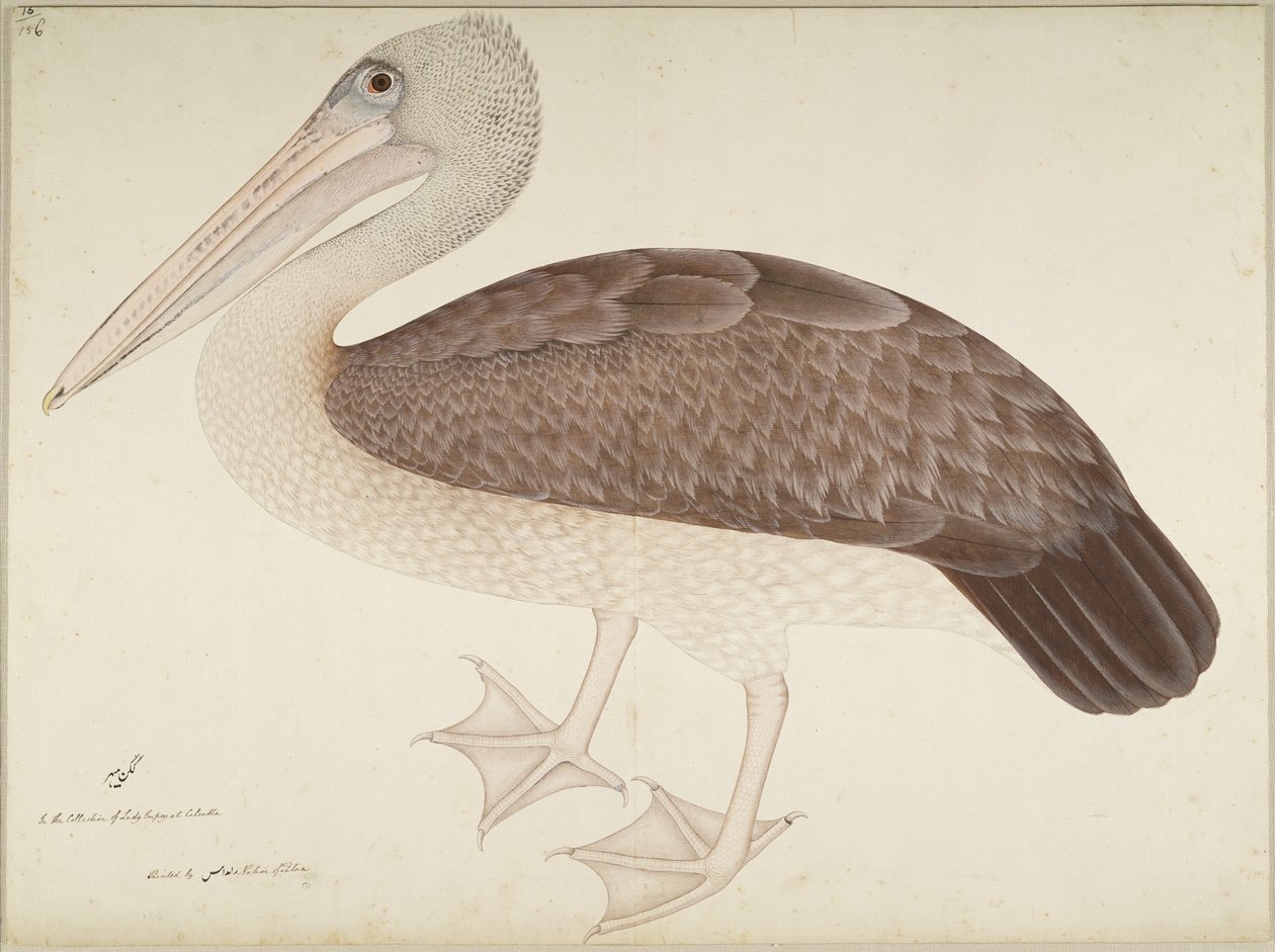 Spotbiled Pelikan, Lady Impey tarafından sipariş edilen bir seriden folyo, c.1780-82 by Shaikh Zain ud Din