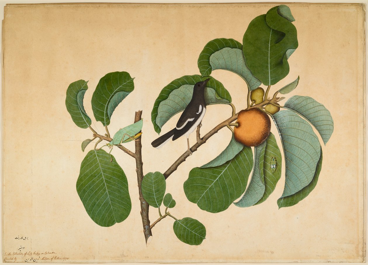 Maymun Jack Dalı üzerinde Katydid ve Yaprak Hopper ile Oriental Magpie Robin by Sheikh Zain ud Din