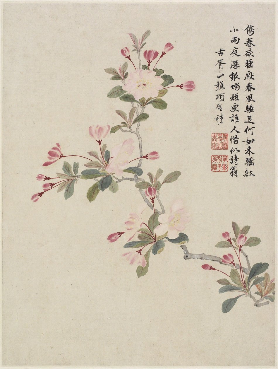 On Yapraklı Bir Çiçek Albümünden Yengeç-elma Çiçeği, 1656 (kağıt üzerine mürekkep ve renk) by Shengmo Xiang