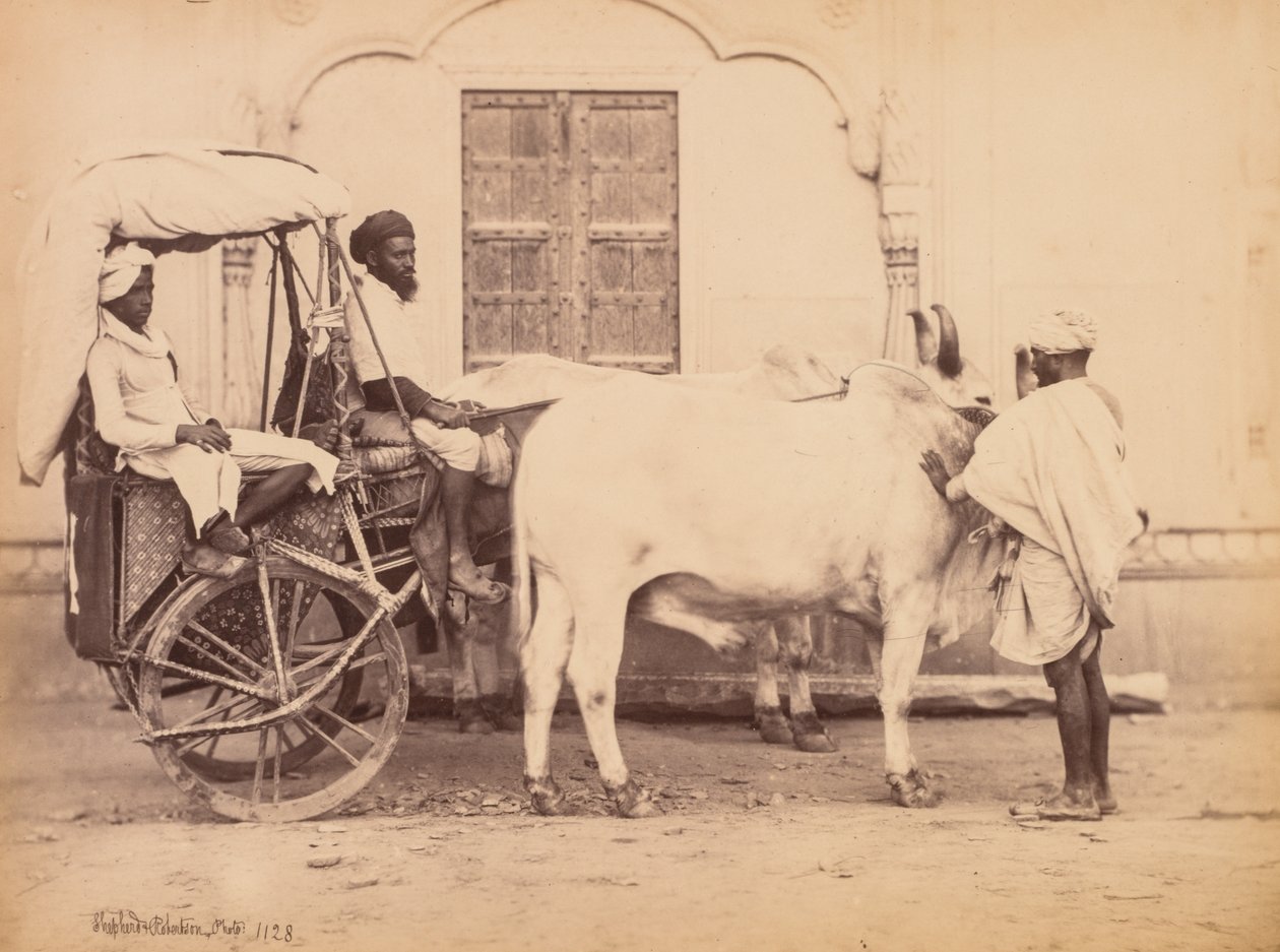 Bullock Arabası, Delhi, 1863. by Shepherd and Robertson