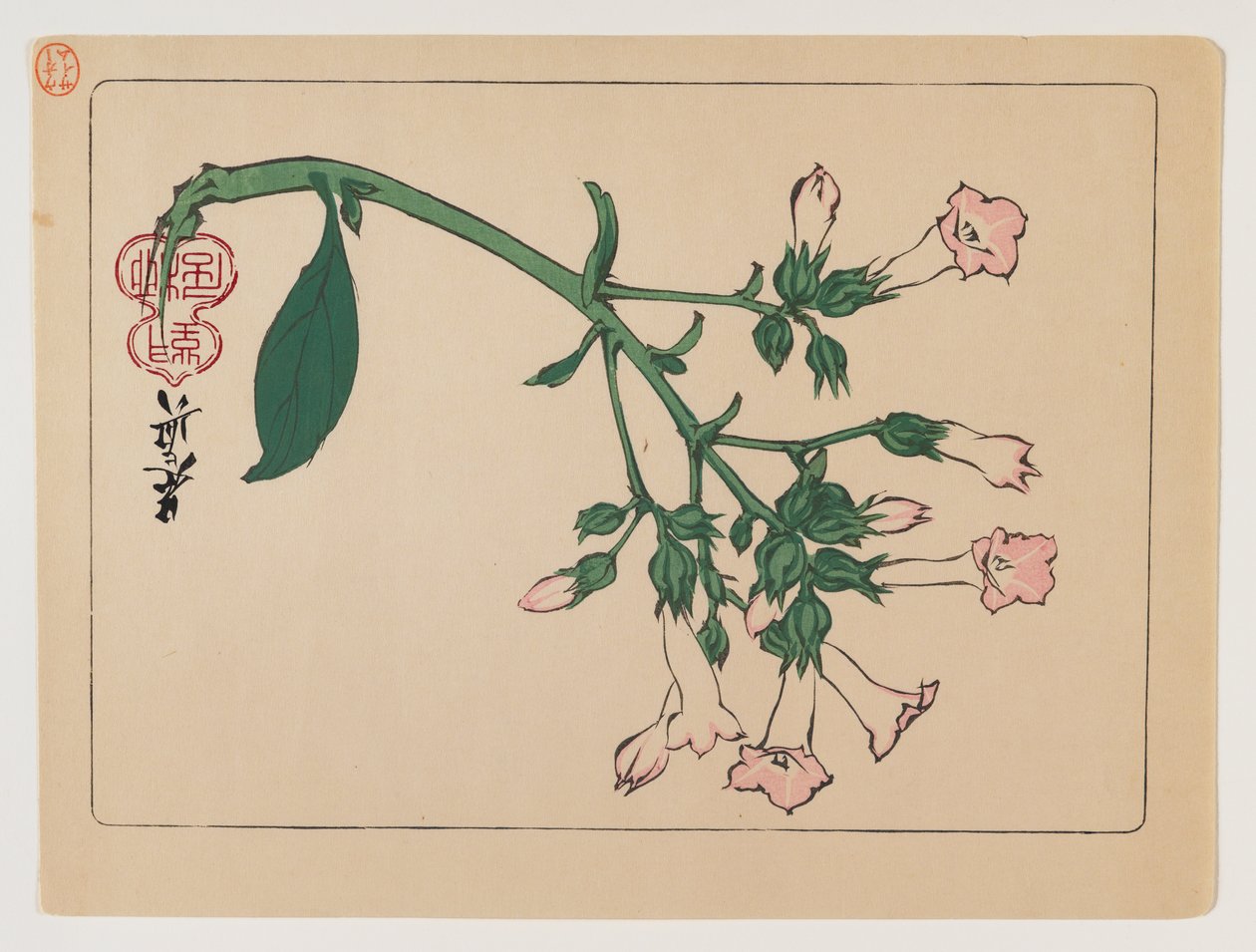 Hana Kurabe Serisinden Çiçekli Bitki, c.1880 (tahta blok renkli baskı) by Shibata Zeshin