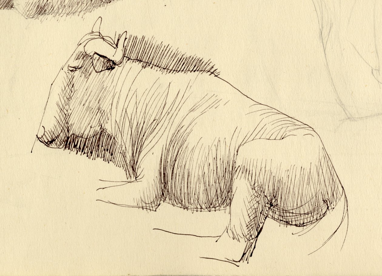 Gnu, c1951. by Shirley Markham