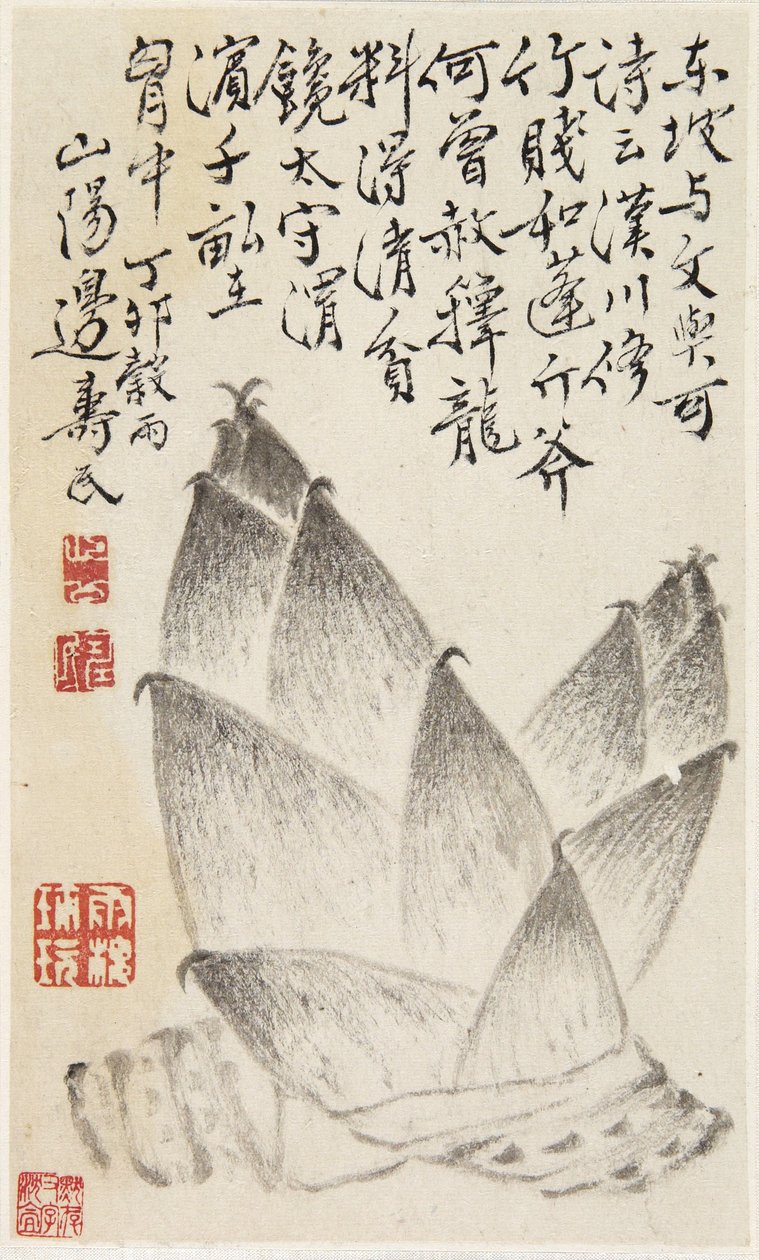 Bamboo Shoots, bir sebze albümünden (kağıt üzerine mürekkep) by Shou min Pien