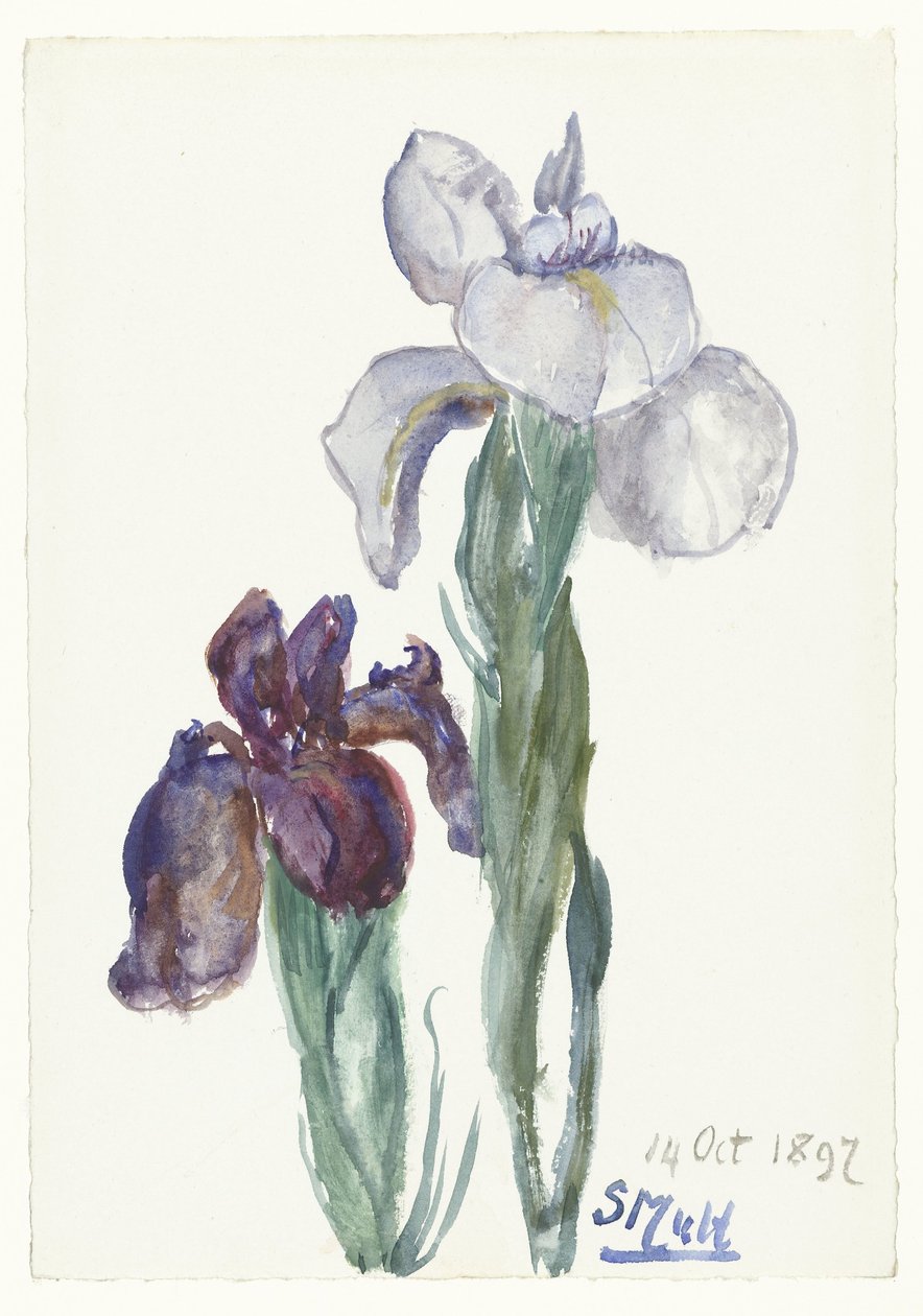 süsen by Sientje Mesdag van Houten