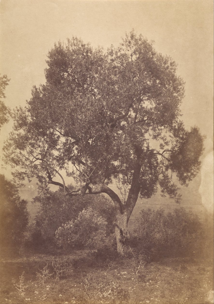 Meşe ağacı by Sir Coutts Lindsay