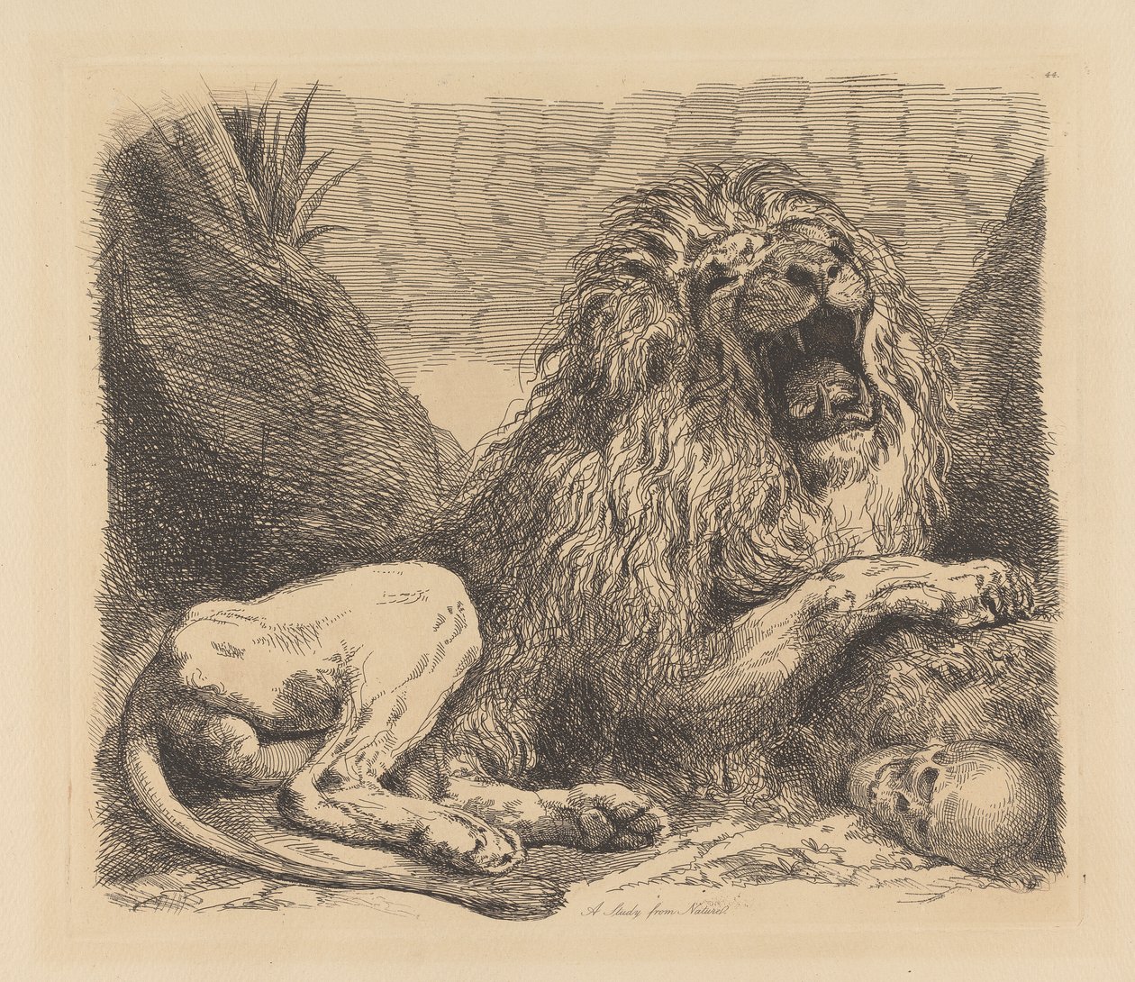 Doğadan Bir Çalışma; kayaların arasında kükreyen bir aslan, sağ altta bir insan kafatası by Sir George Hayter