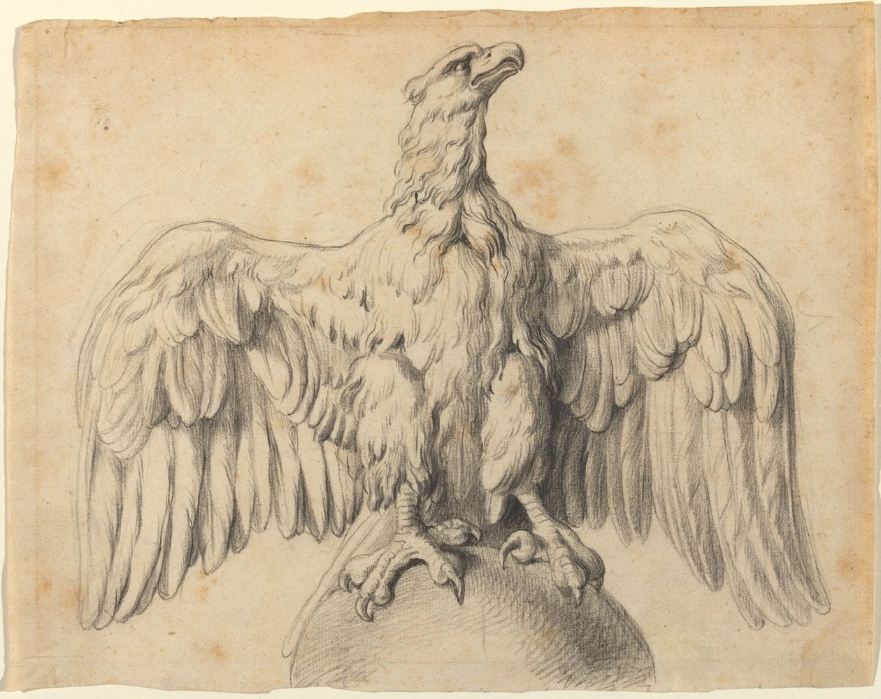 Capitoline Kartalı by Sir Peter Paul Rubens