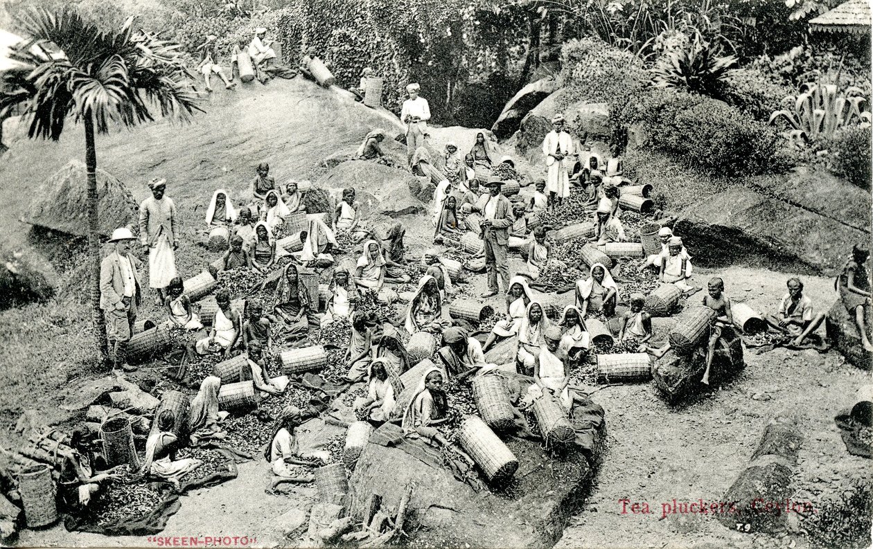 Çay toplayıcılar, Seylan, c.1900-1930 by Skeen and Co.