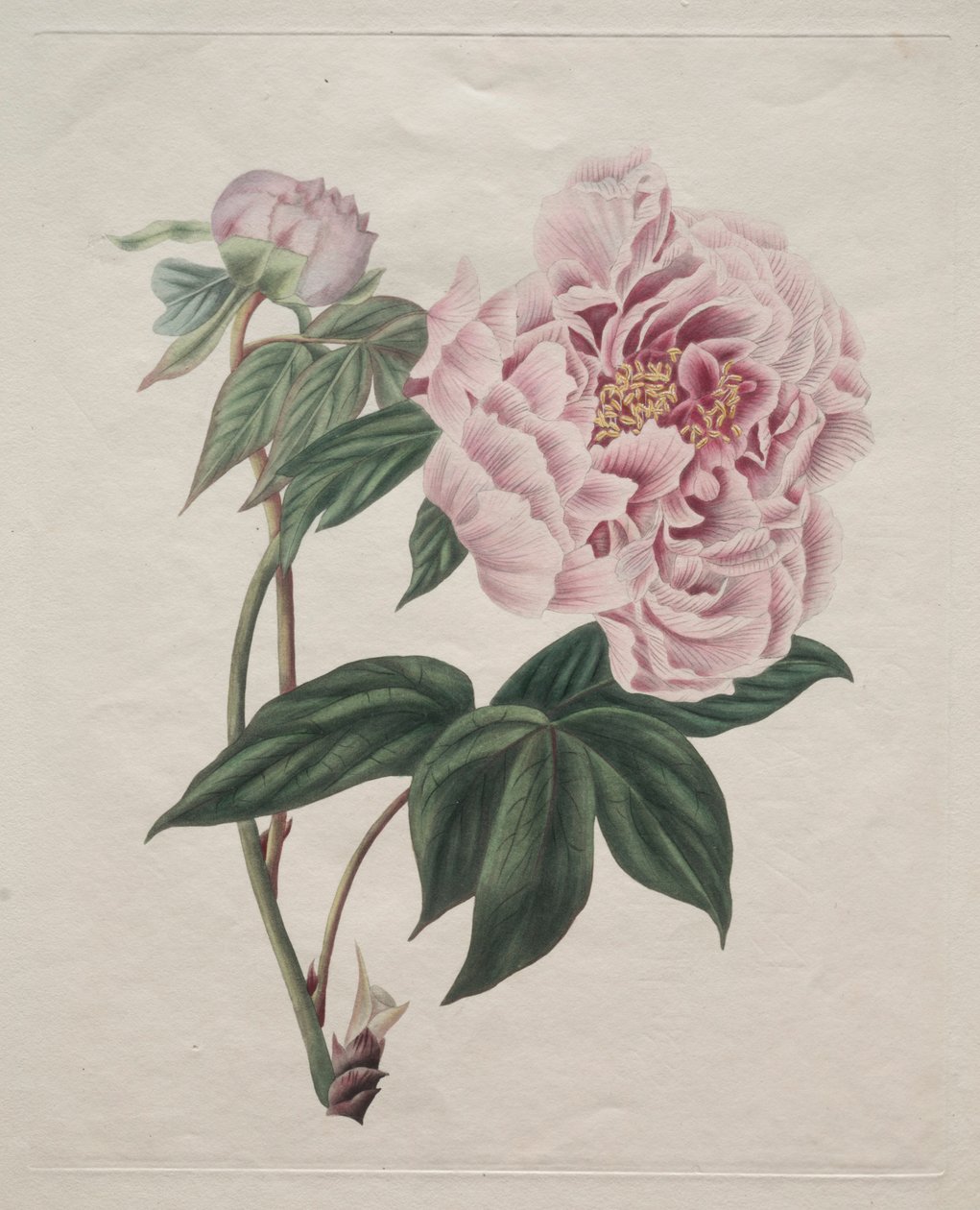Çin Ağacı Şakayık Paeonia suffruticosa, c. 1820. by Smith
