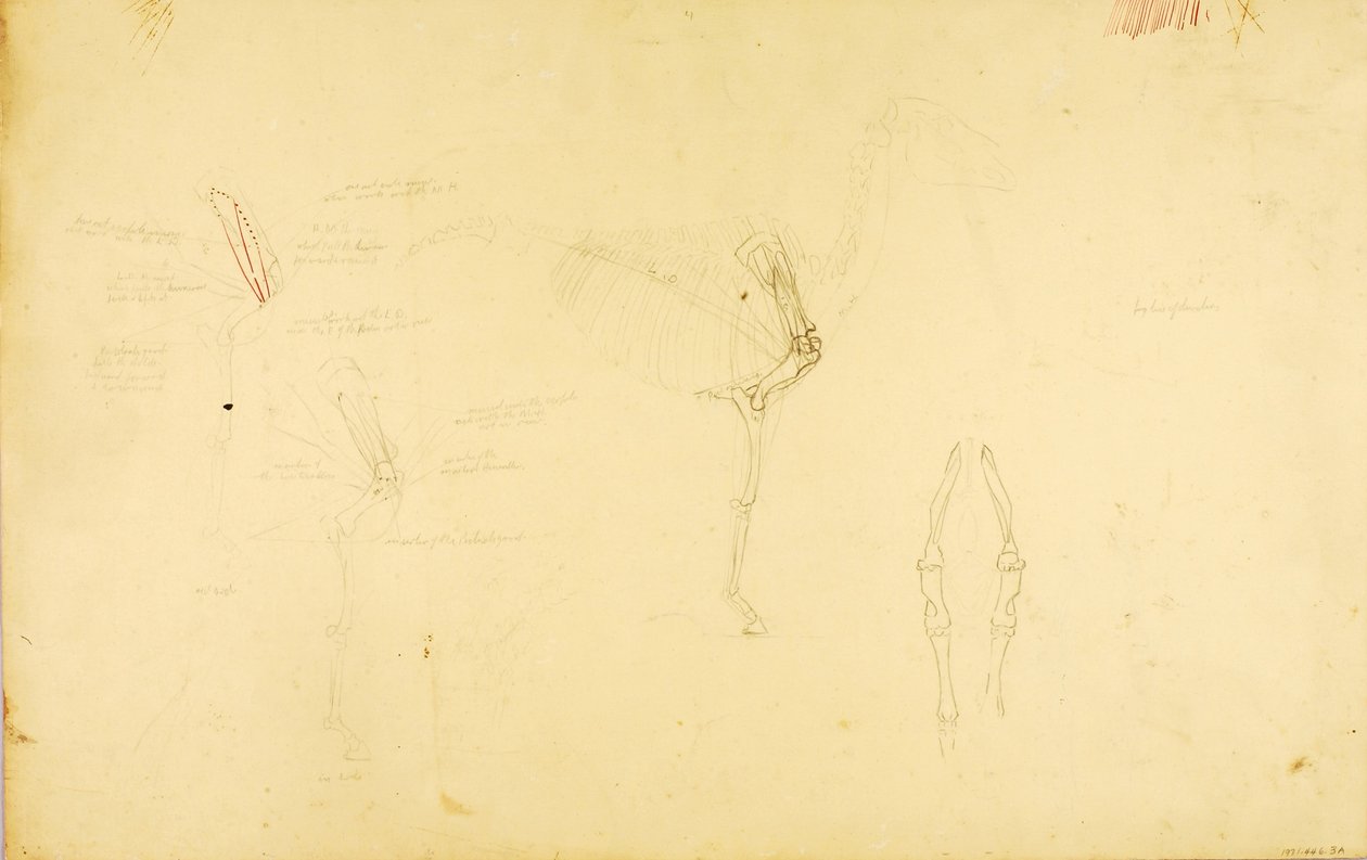 At Anatomisi by Solon H. Borglum