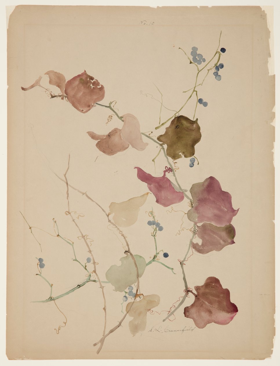 Mavi Karpuzlu Clematis Asma Çalışması by Sophia L. Crownfield