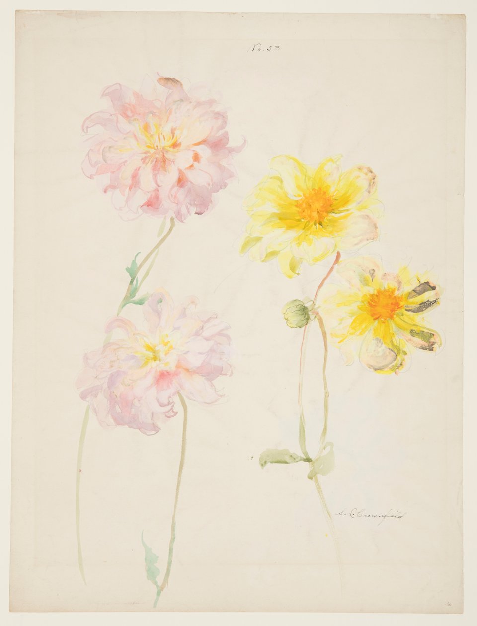 Dahlias Çalışması by Sophia L. Crownfield