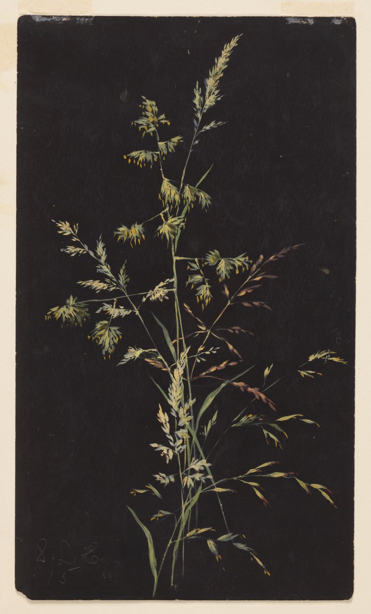 Tohumda Çim Çalışması by Sophia L. Crownfield