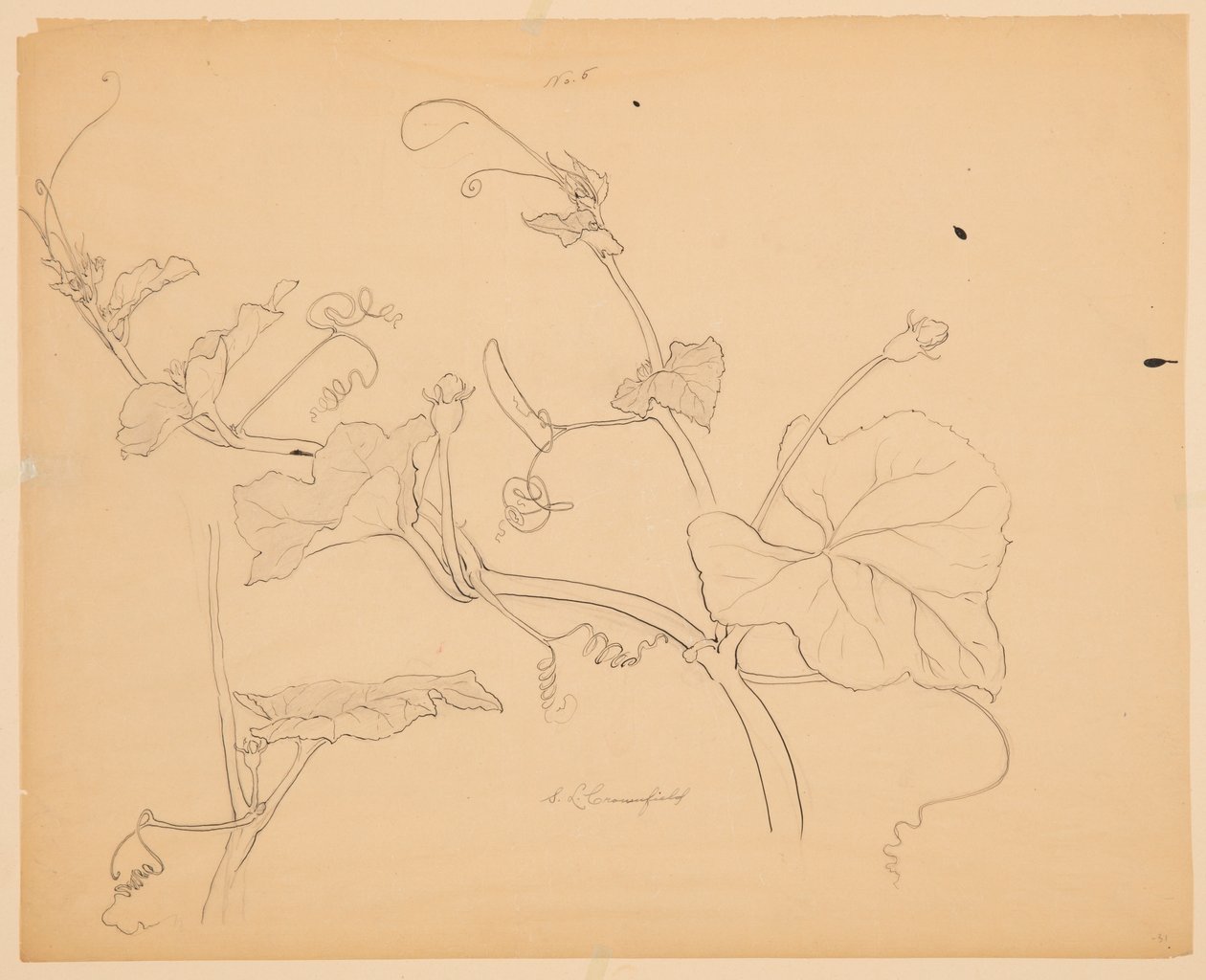Squash Vines Çalışması by Sophia L. Crownfield