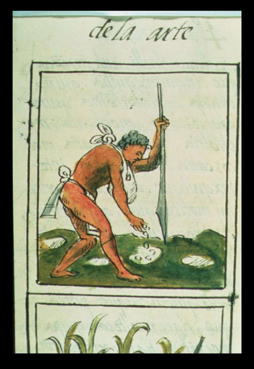 Bayan Palat. 218-220 Kitap IX Mısır eken bir Aztek adam, Bernardino de Sahagun