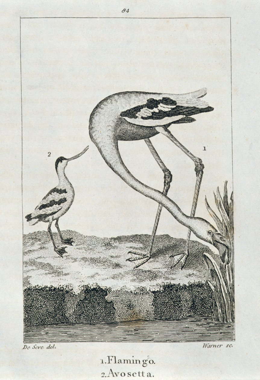 Flamingo and Avosetta, from A History of the Earth and Animated Nature, London 1816 (copper plate engraving) by Spanish School
