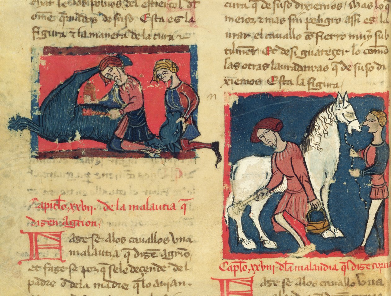 Ms 214 fol.38r Bir atın uyuzla tedavi edilmesi, Libro de Menescalcia y Albeyteria