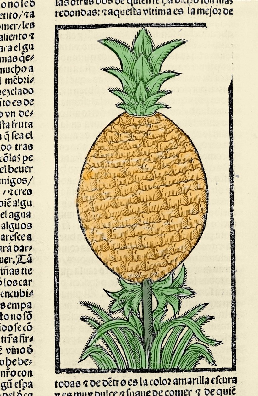 Ananas temsili. Gonzalo Fernandez de Oviedo (Gonzalo) veya Fernandez de veya Hernandez de Oviedo y Valdes (1478-1557) tarafından “Hintler, adalar ve okyanus denizinin anakarasının genel tarihi” kitabından gravür by Spanish School