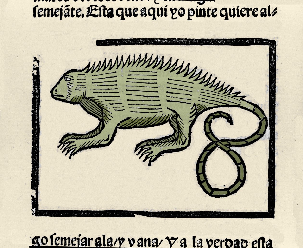 Bir iguananın temsili. Gonzalo Fernandez de Oviedo (Gonzalo) veya Fernandez de, ou Hernandez de Oviedo y Valdes (1478-1557) tarafından “Hint Adaları, adalar ve okyanus denizinin anakarasının genel tarihi” kitabından gravür by Spanish School