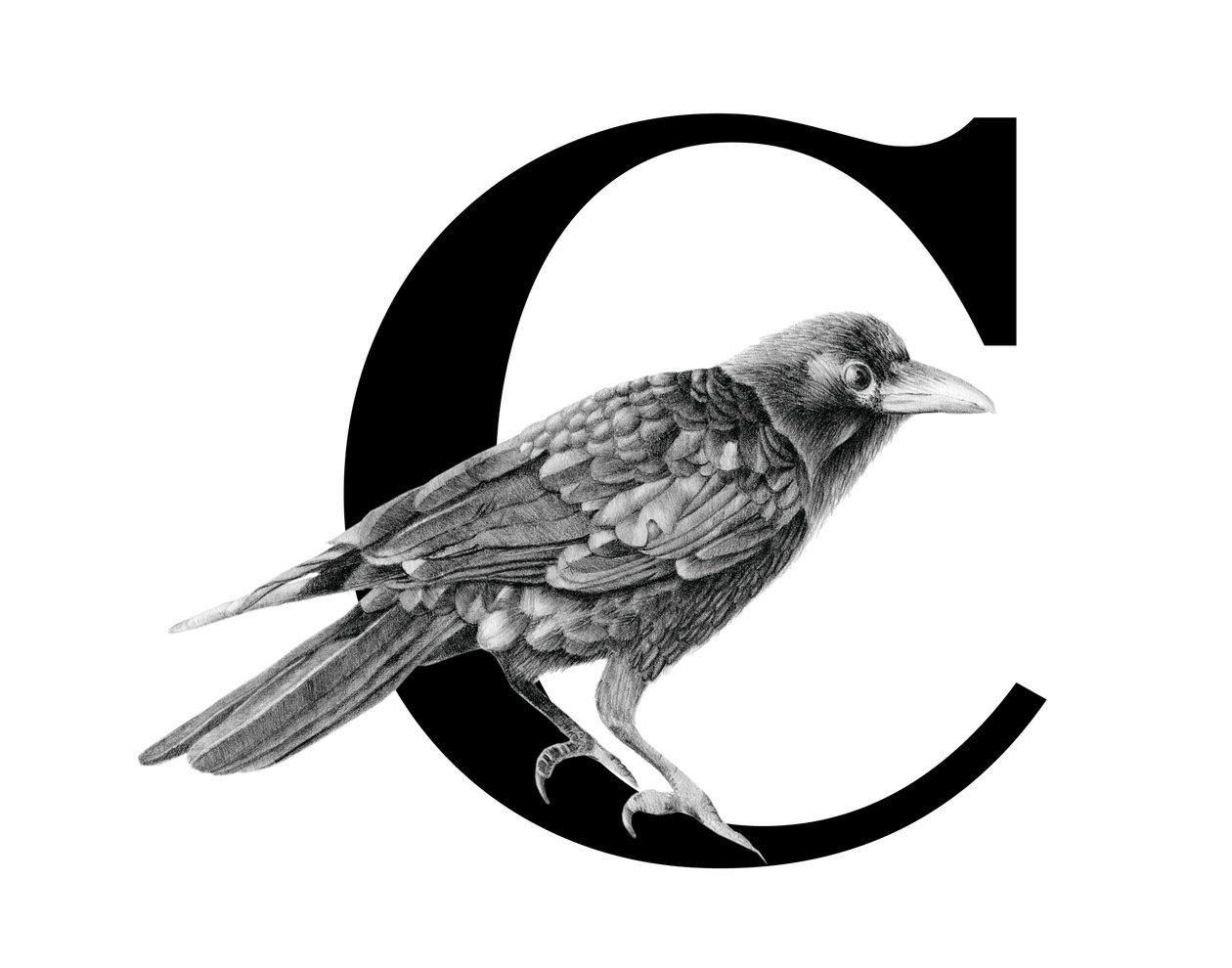 C Crow içindir, 2018 (grafit kalem ve dijital) by Stacy Hsu