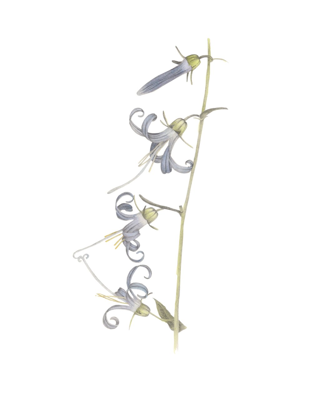 California Hairbell, 2015 (grafit kalem ve sulu boya) by Stacy Hsu