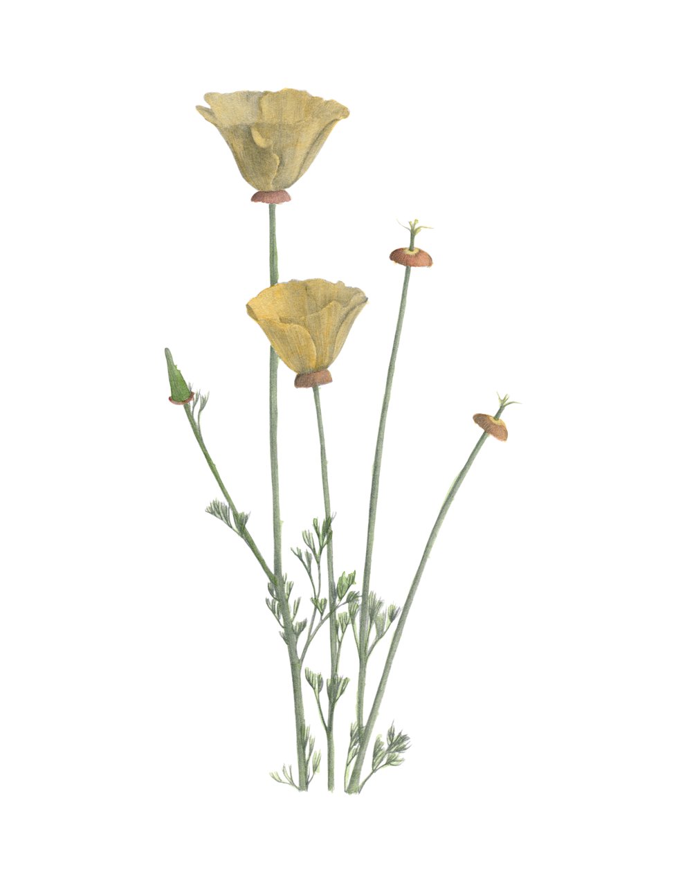 California Poppy, 2015 (grafit kalem ve sulu boya) by Stacy Hsu