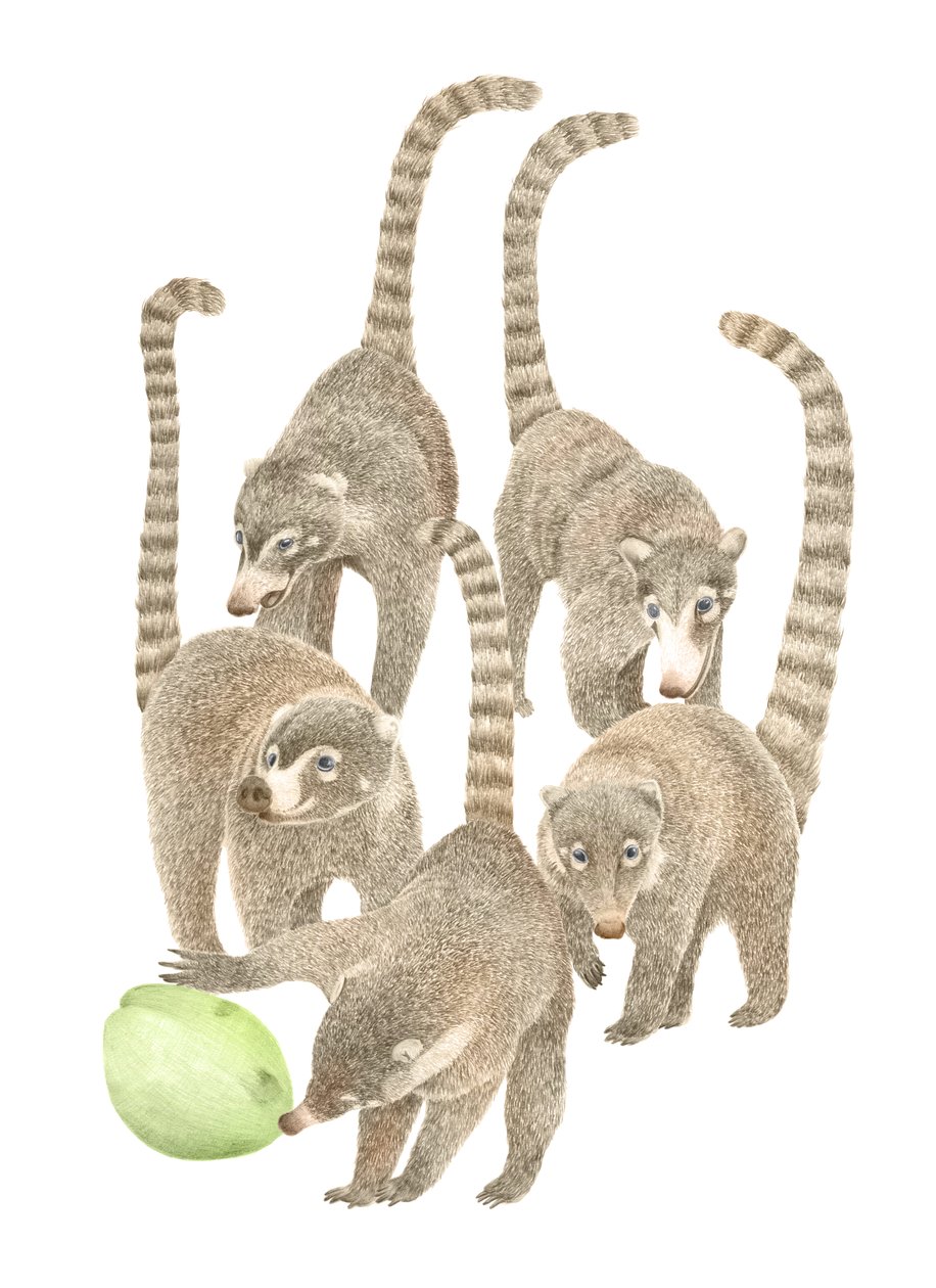 Kosta Rika Coatis, 2019 (grafit kalem ve dijital) by Stacy Hsu