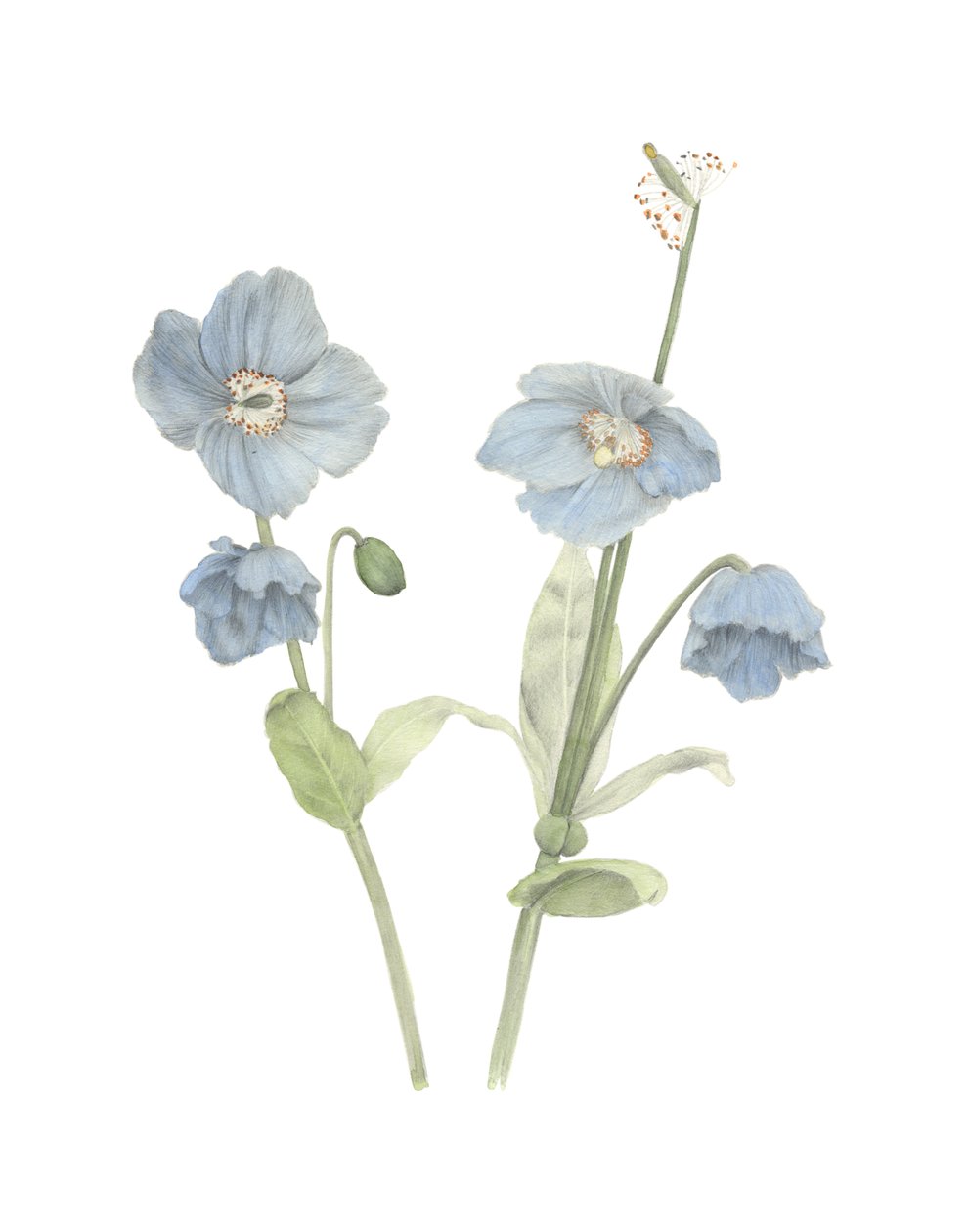 Himalaya Mavisi Gelincik, 2018 (grafit kalem ve sulu boya) by Stacy Hsu