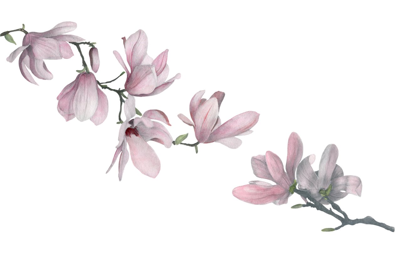 Manolya, 2015 (grafit kalem ve sulu boya) by Stacy Hsu