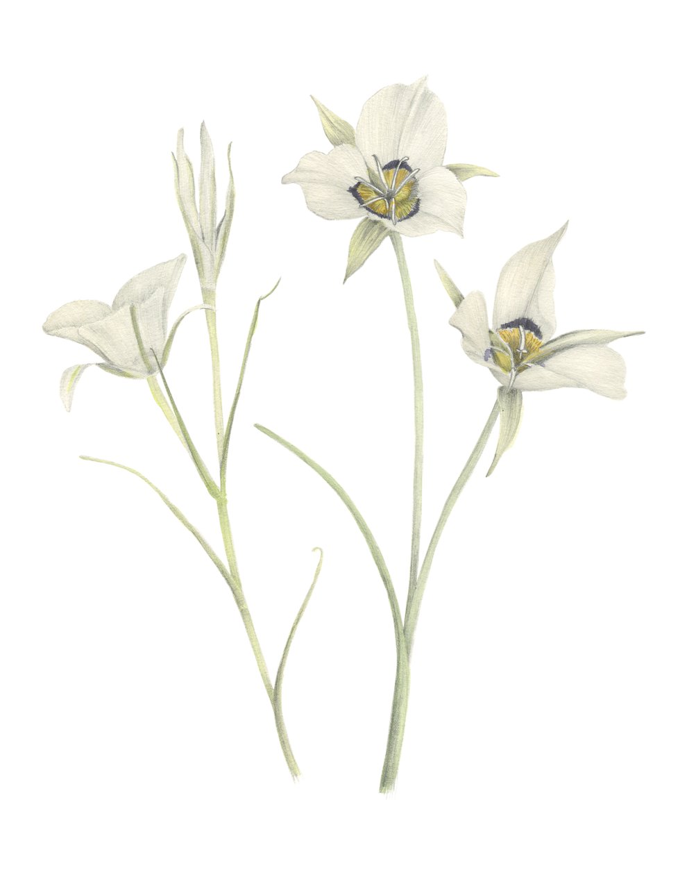 Mariposa Lily, 2018 (grafit kalem ve sulu boya) by Stacy Hsu