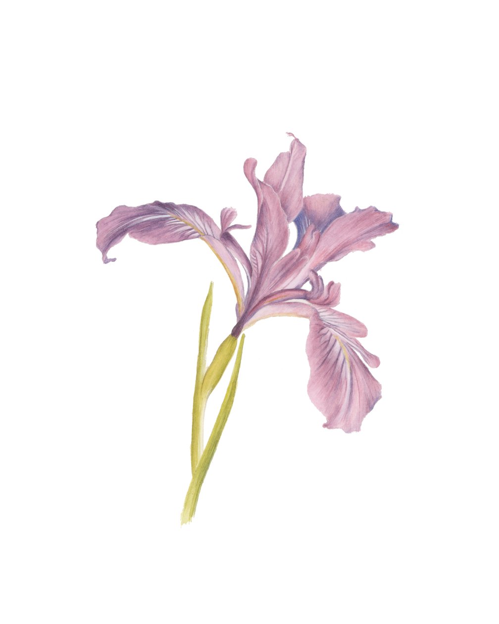 Bir irisin portresi, 2013 (suluboya) by Stacy Hsu