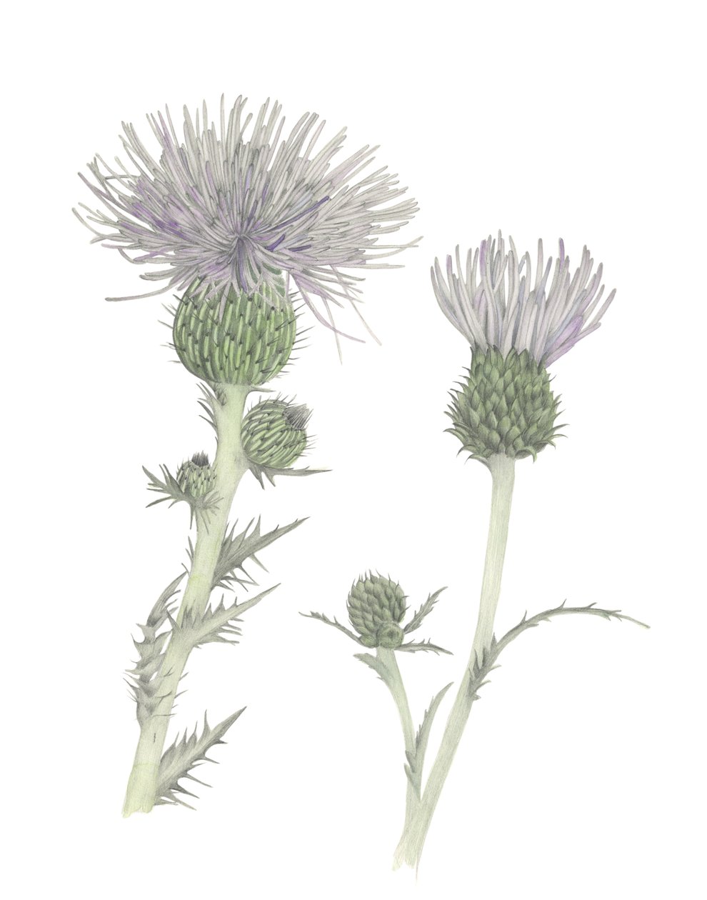 Thistle, 2018 (grafit kalem ve sulu boya) by Stacy Hsu