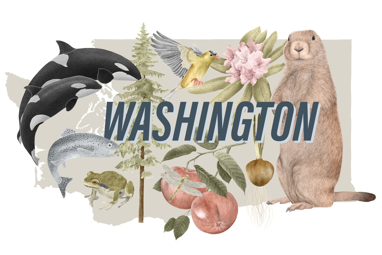 Washington Eyaleti Sembolleri, 2018 (grafit kalem ve dijital) by Stacy Hsu
