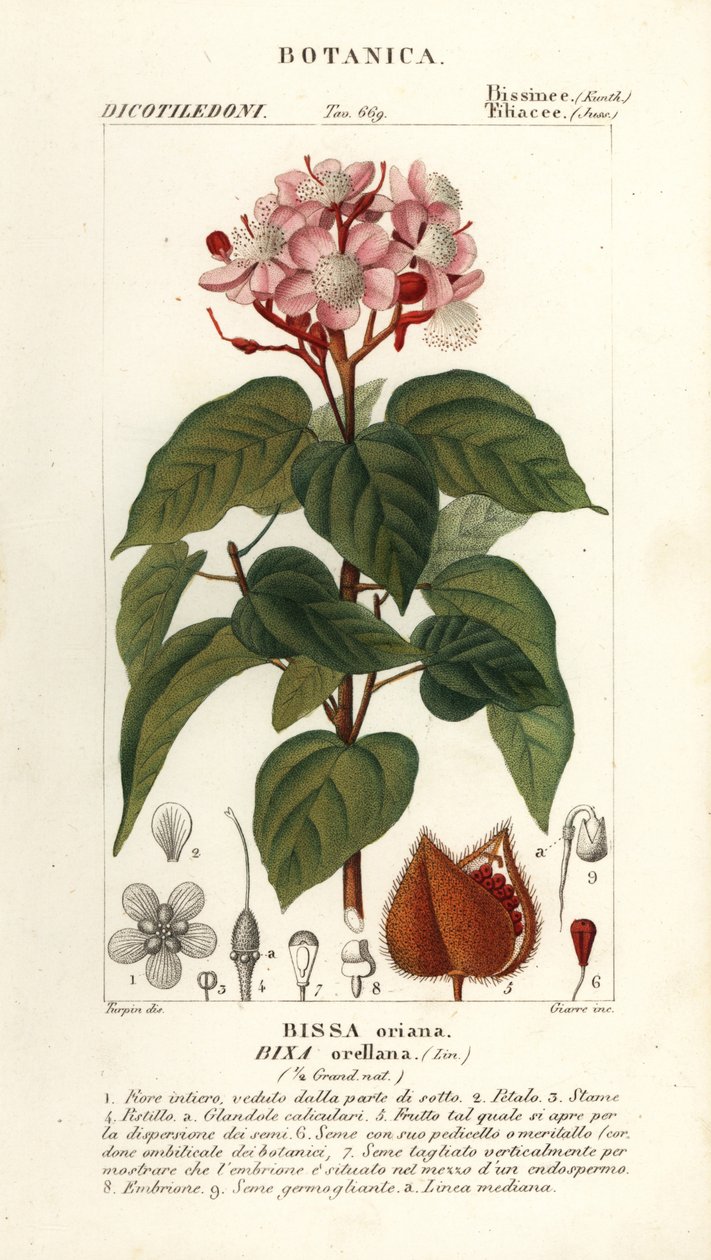 Achiote veya ruj ağacı, Bixa orellana by Stanghi Stanghi