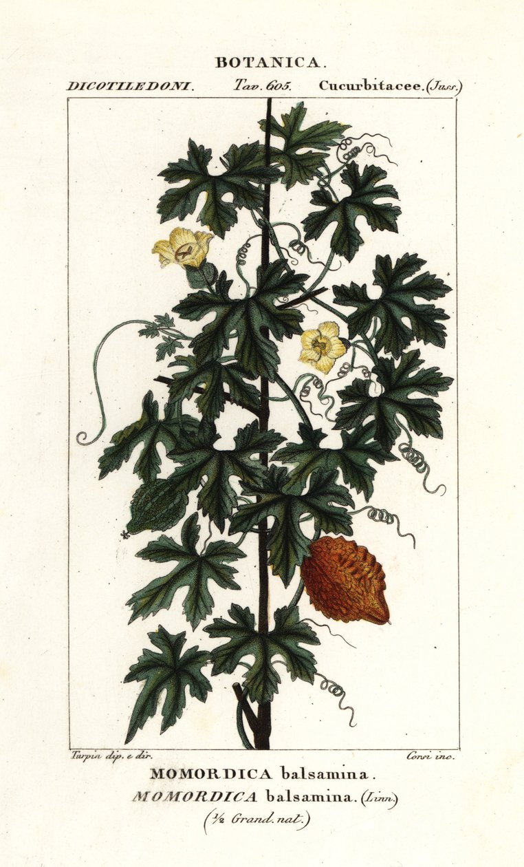 Afrika salatalığı, Momordica balsamina by Stanghi Stanghi