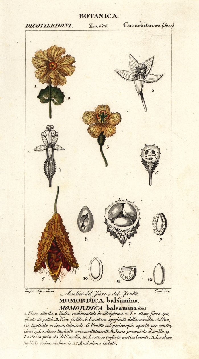 Afrika salatalığı, Momordica balsamina by Stanghi Stanghi