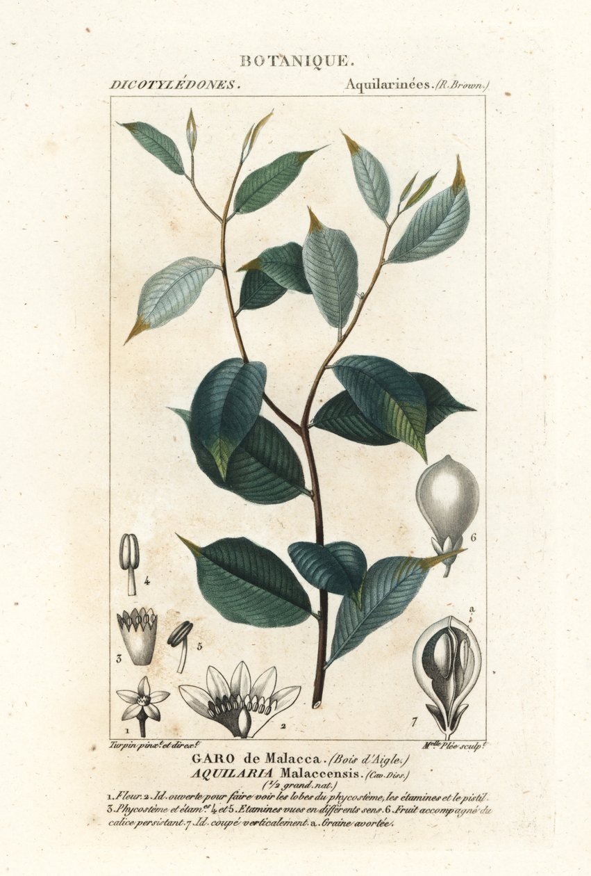 Agarwood, Aqualaria malaccinsis Kritik tehlike altında by Stanghi Stanghi